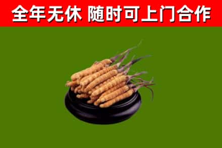 吕梁烟酒回收冬虫夏草.jpg